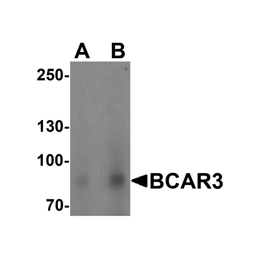 ProSci 6999 BCAR3 Antibody, ProSci, 0.1 mg/Unit Primary Image