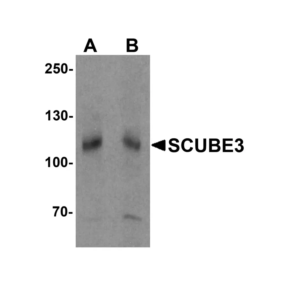 ProSci 7003 SCUBE3 Antibody, ProSci, 0.1 mg/Unit Primary Image