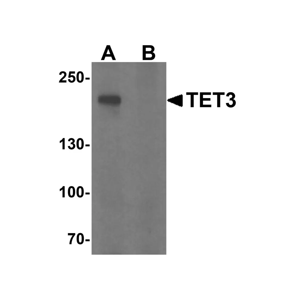ProSci 7013 TET3 Antibody, ProSci, 0.1 mg/Unit Primary Image