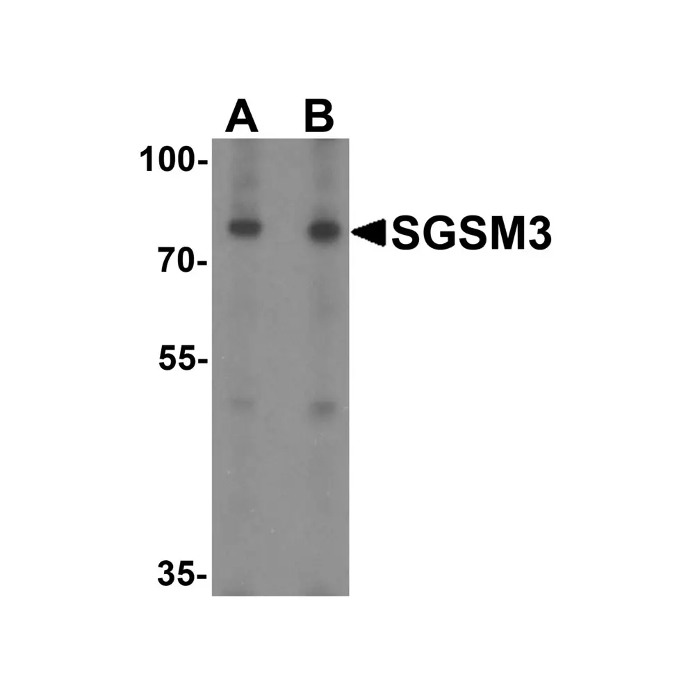 ProSci 7037 SGSM3 Antibody, ProSci, 0.1 mg/Unit Primary Image
