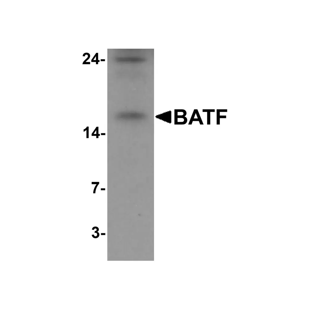 ProSci 7069 BATF Antibody, ProSci, 0.1 mg/Unit Primary Image