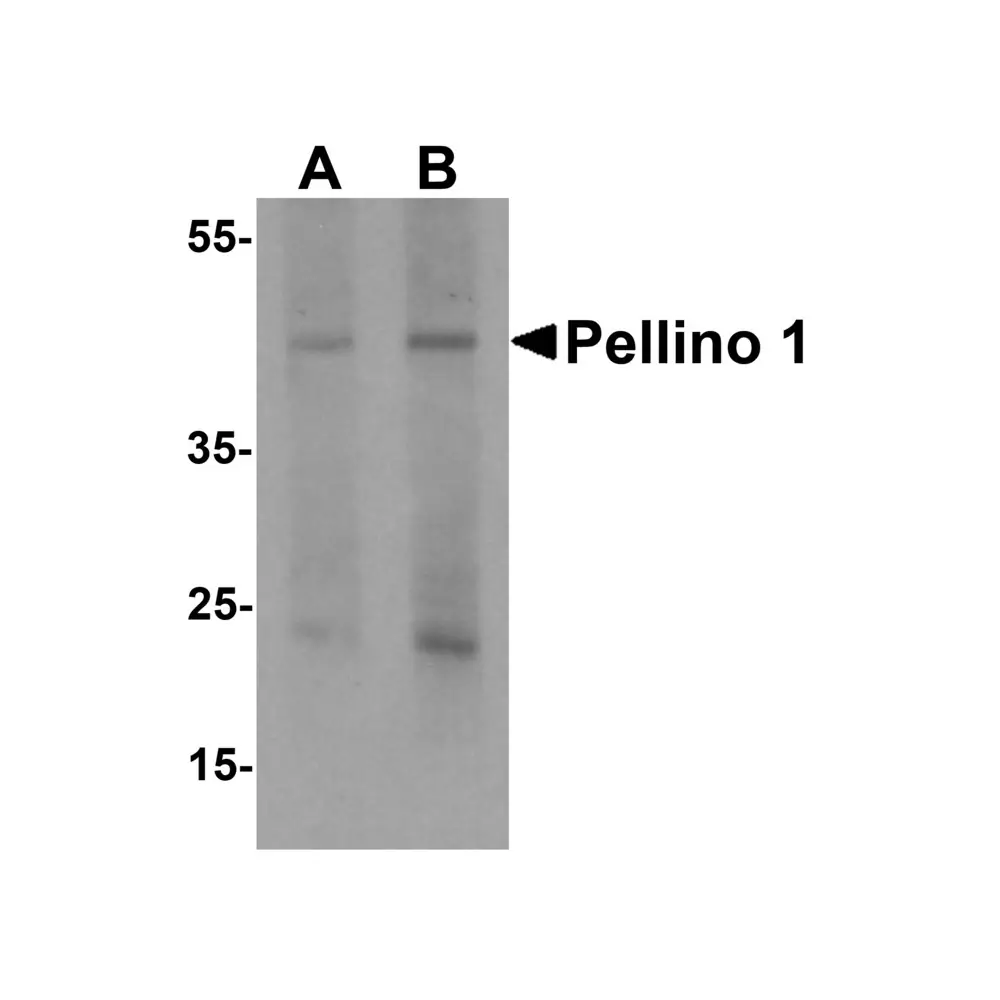 ProSci 7071 Pellino 1 Antibody, ProSci, 0.1 mg/Unit Primary Image