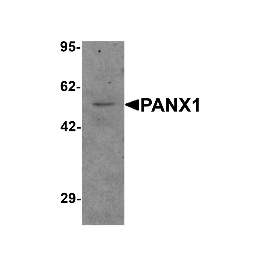 ProSci 7097 PANX1 Antibody, ProSci, 0.1 mg/Unit Primary Image