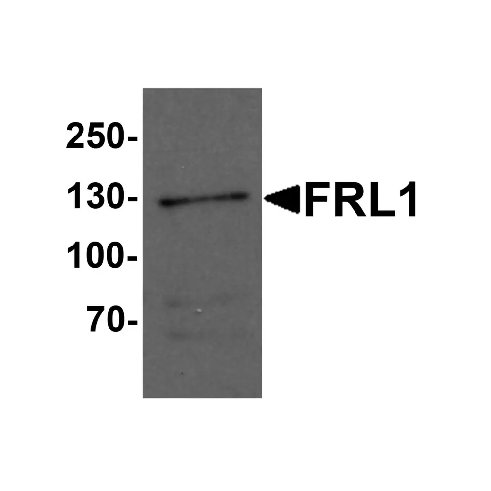 ProSci 7101_S FRL1 Antibody, ProSci, 0.02 mg/Unit Primary Image