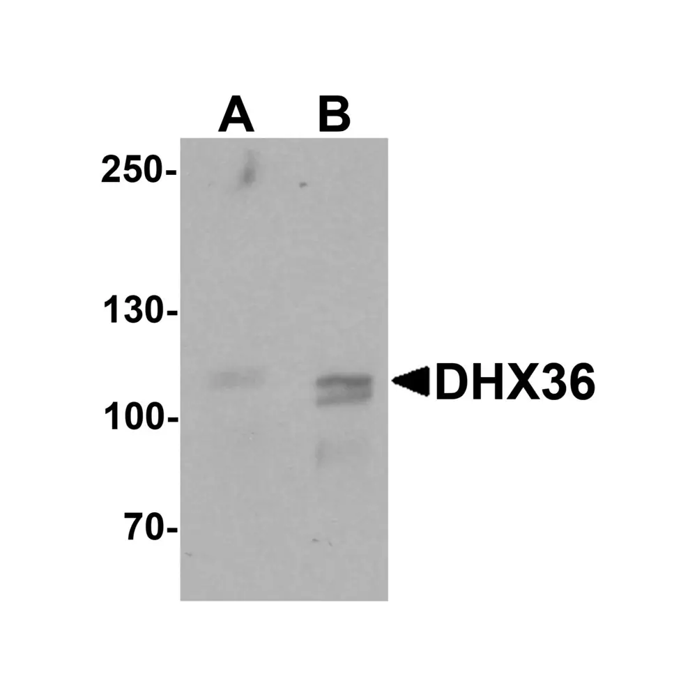 ProSci 7163_S DHX36 Antibody, ProSci, 0.02 mg/Unit Primary Image