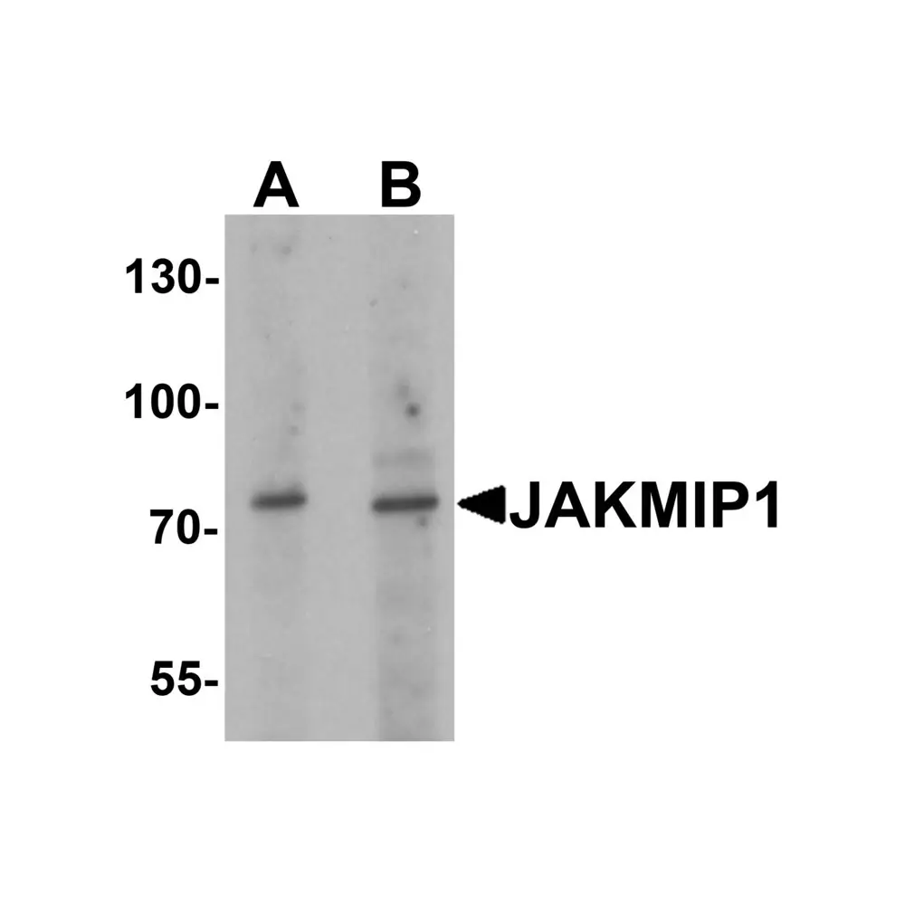 ProSci 7165 JAKMIP1 Antibody, ProSci, 0.1 mg/Unit Primary Image