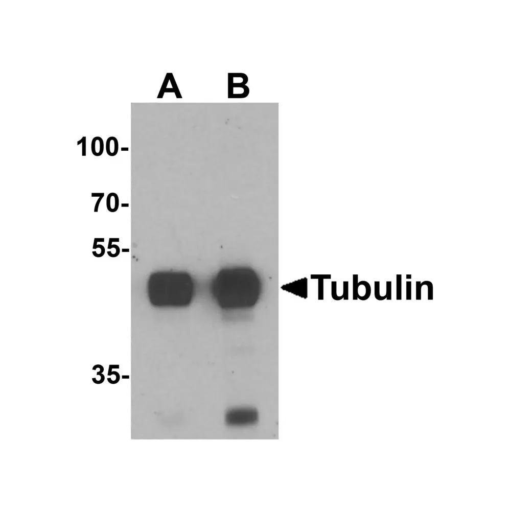 ProSci 7175_S Alpha-tubulin Antibody, ProSci, 0.02 mg/Unit Primary Image