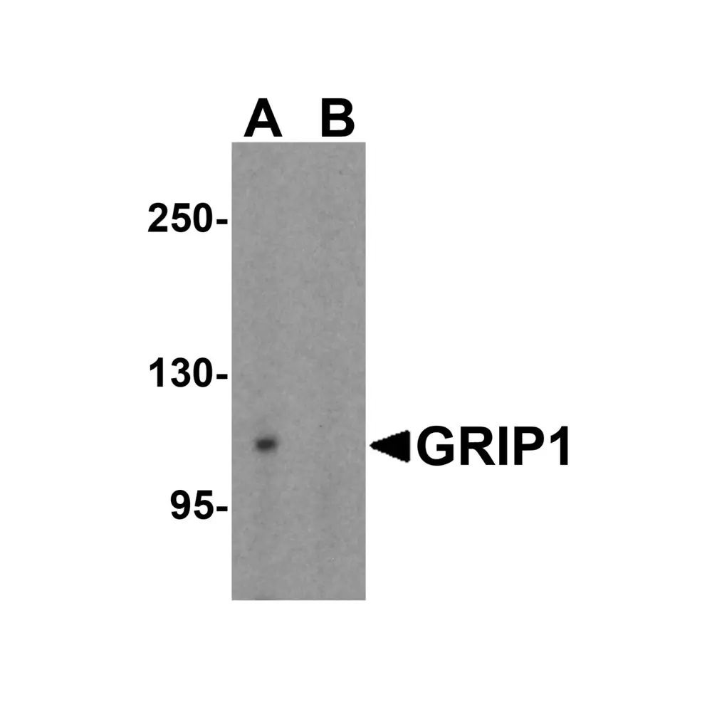 ProSci 7229 GRIP1 Antibody, ProSci, 0.1 mg/Unit Primary Image