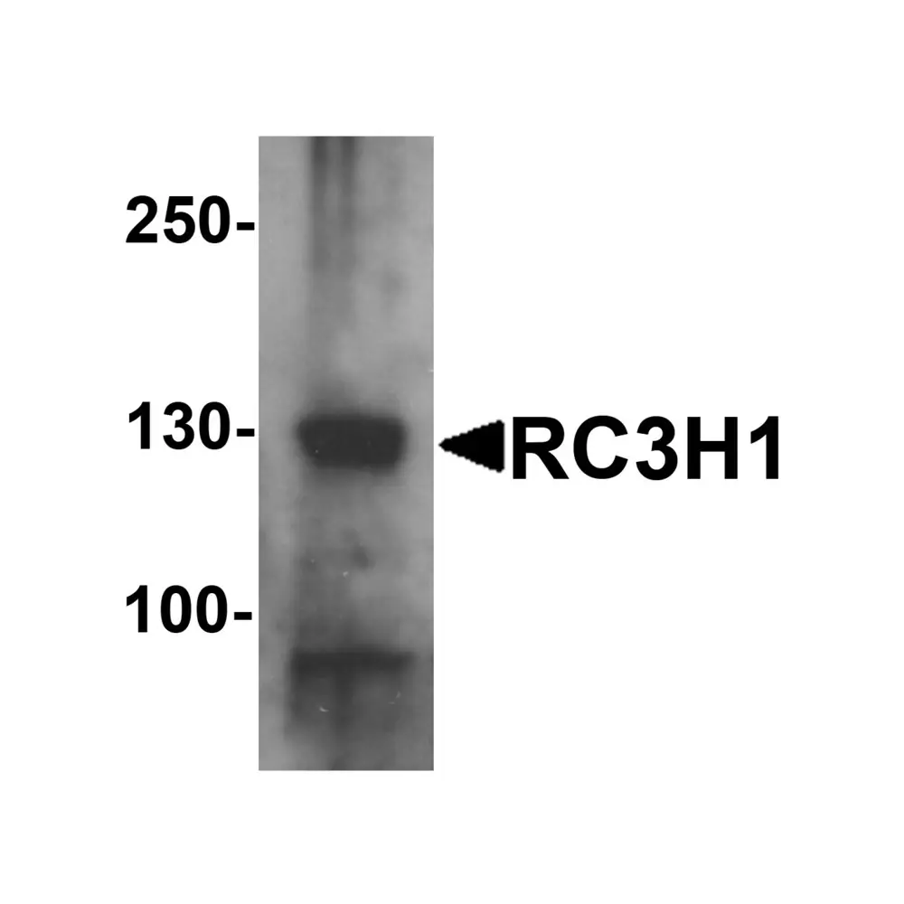 ProSci 7251_S RC3H1 Antibody, ProSci, 0.02 mg/Unit Primary Image