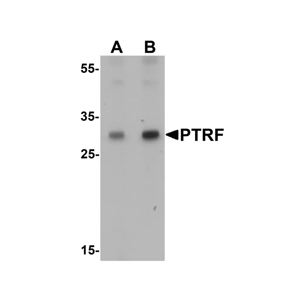 ProSci 7265 SDPR Antibody, ProSci, 0.1 mg/Unit Primary Image