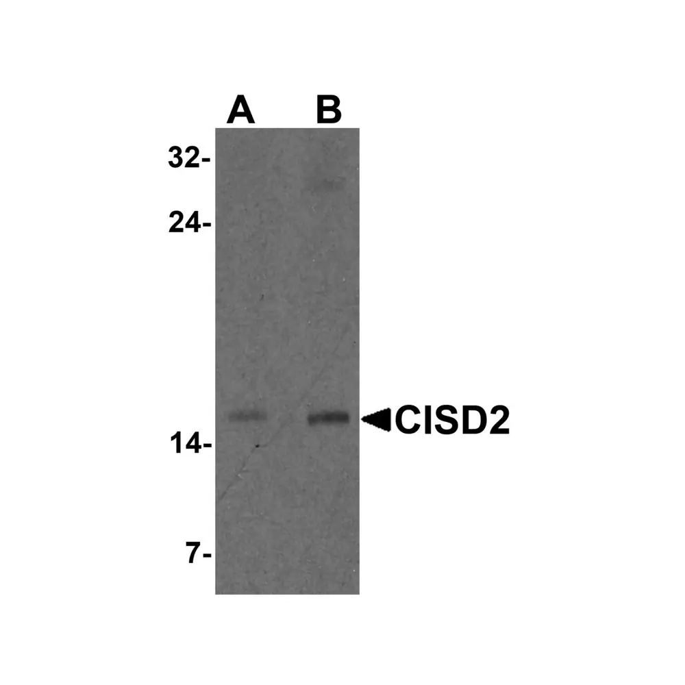 ProSci 7301 CISD2 Antibody, ProSci, 0.1 mg/Unit Primary Image