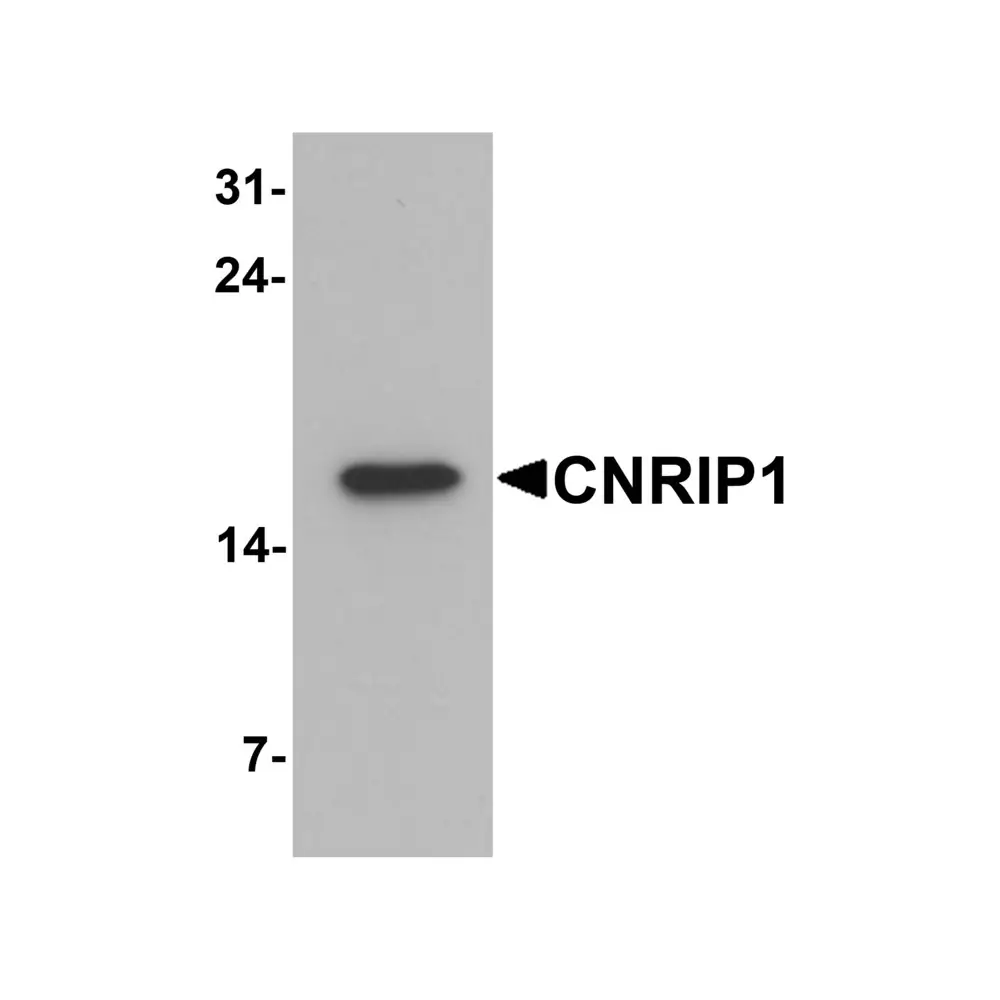 ProSci 7303_S CNRIP1 Antibody, ProSci, 0.02 mg/Unit Primary Image