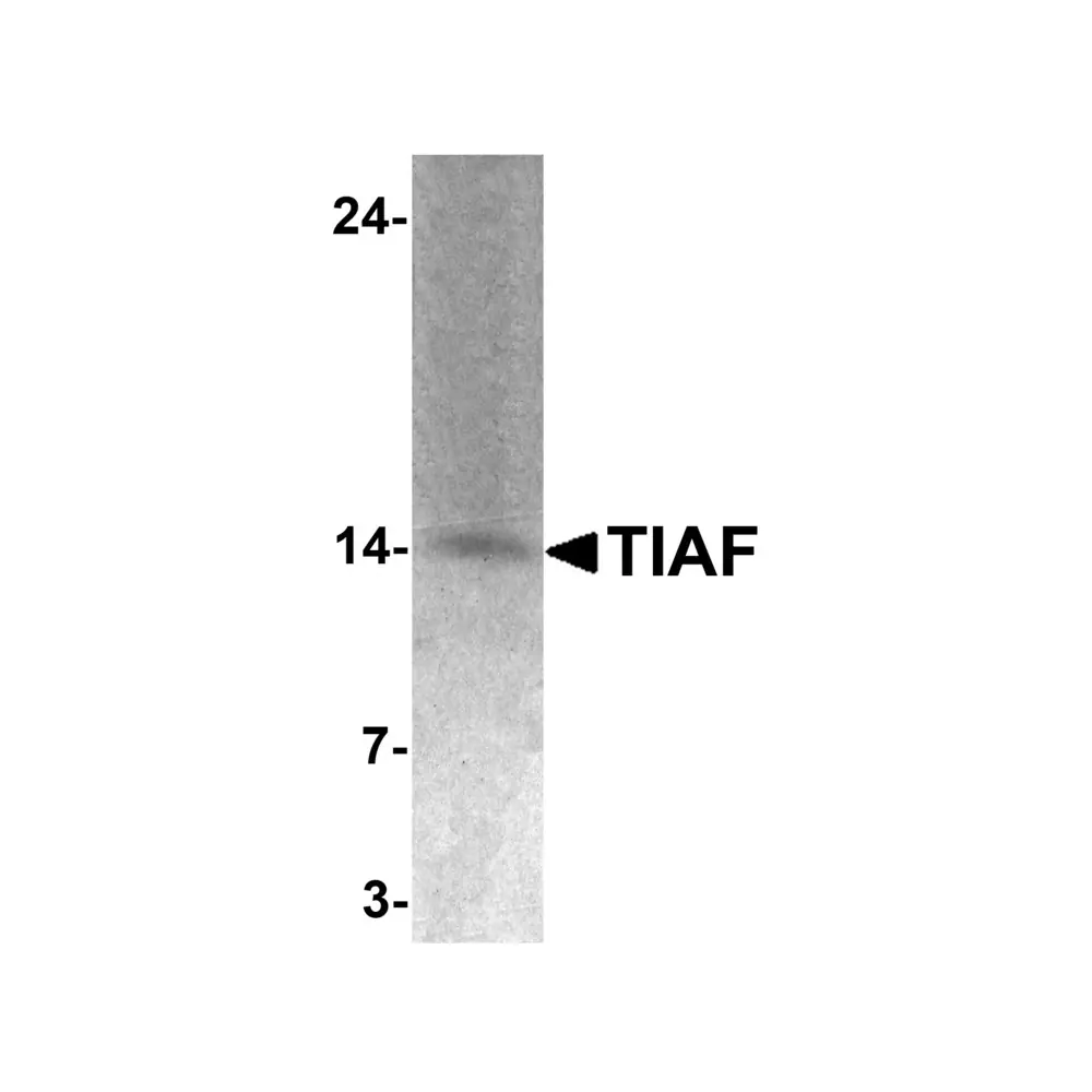 ProSci 7305 TIAF Antibody, ProSci, 0.1 mg/Unit Primary Image