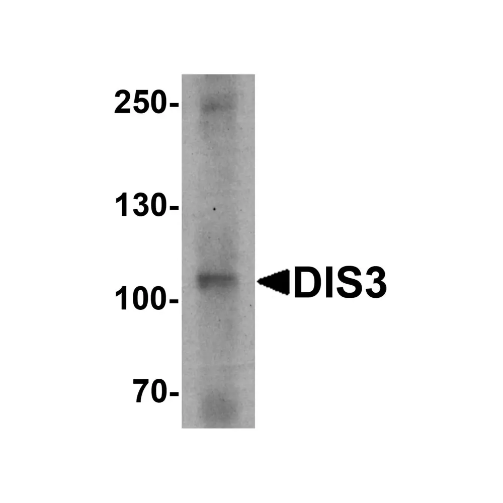 ProSci 7343 DIS3 Antibody, ProSci, 0.1 mg/Unit Primary Image