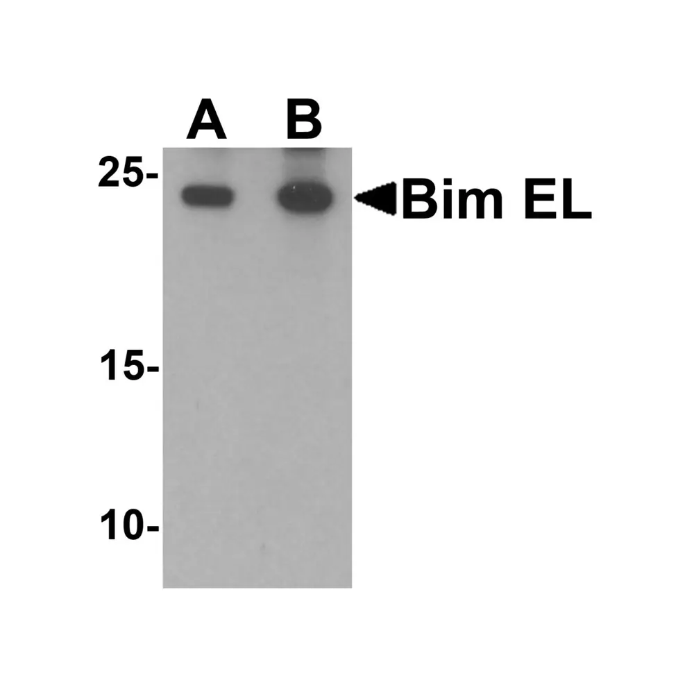 ProSci 7421 Bim EL Antibody, ProSci, 0.1 mg/Unit Primary Image