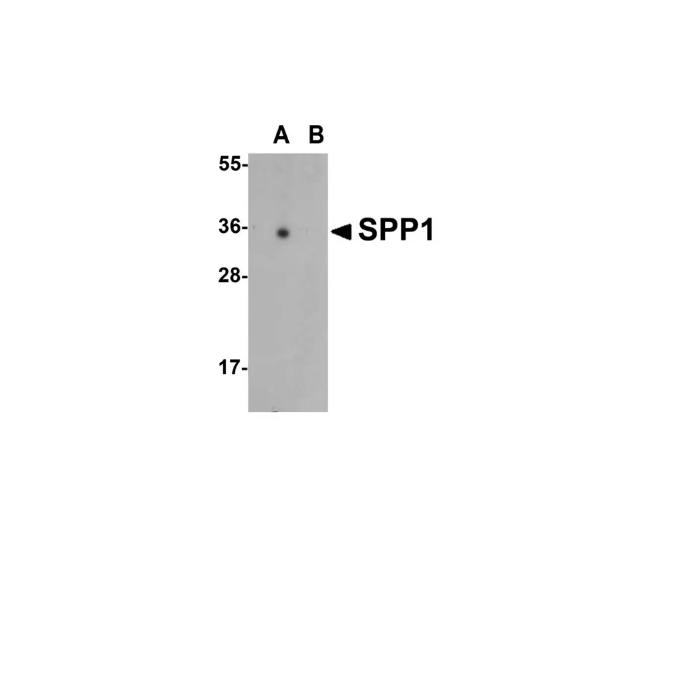 ProSci 7443 SPP1 Antibody, ProSci, 0.1 mg/Unit Primary Image