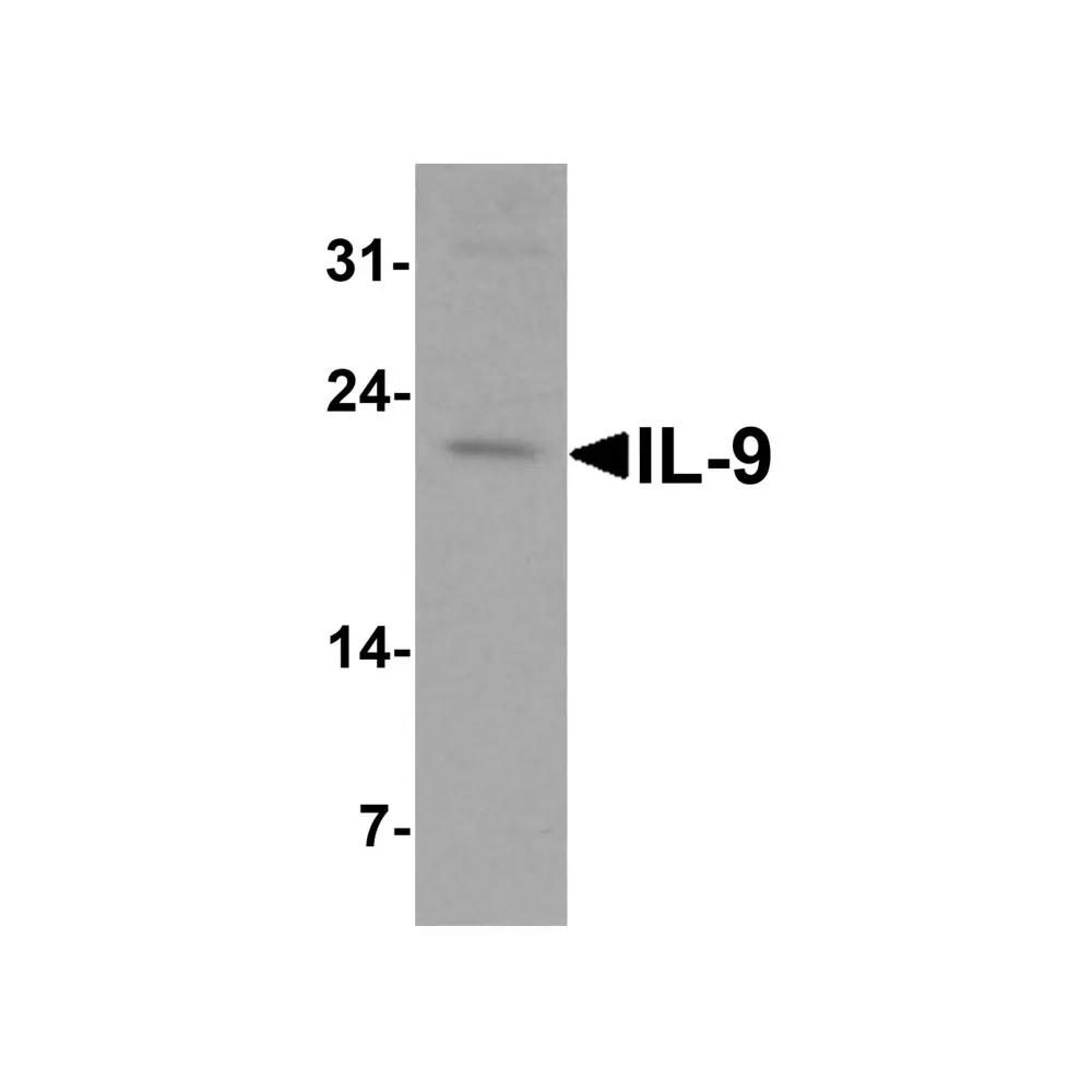 ProSci 7495 IL-9 Antibody , ProSci, 0.1 mg/Unit Primary Image
