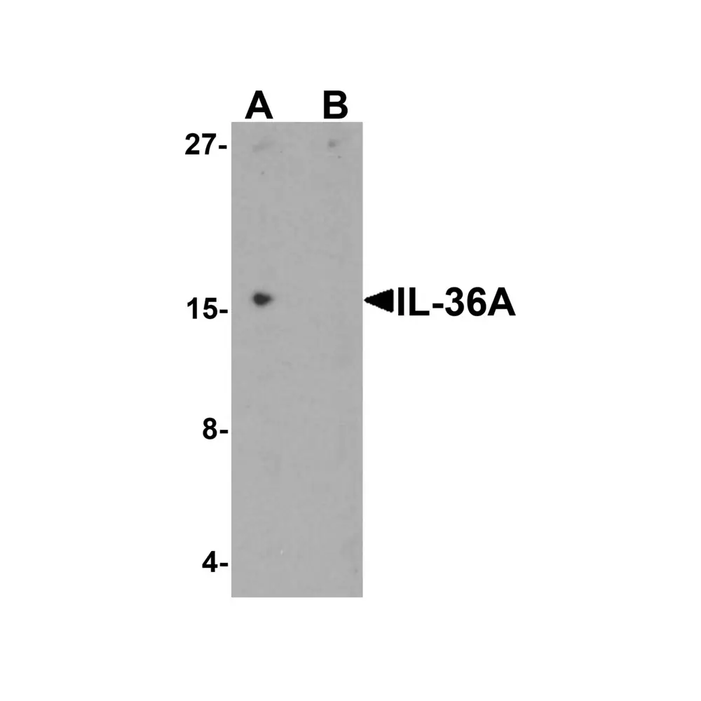 ProSci 7505 IL-36A Antibody, ProSci, 0.1 mg/Unit Primary Image