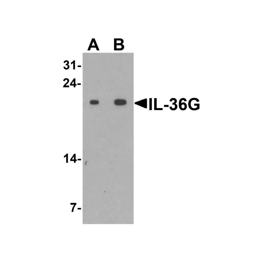 ProSci 7509 IL-36G Antibody, ProSci, 0.1 mg/Unit Primary Image