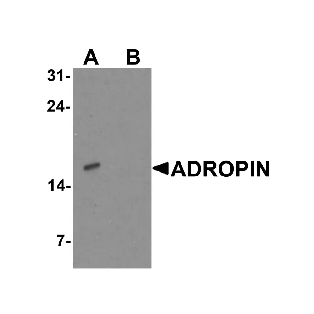 ProSci 7527_S ADROPIN Antibody, ProSci, 0.02 mg/Unit Primary Image