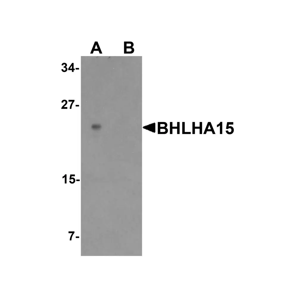 ProSci 7529 BHLHA15 Antibody, ProSci, 0.1 mg/Unit Primary Image