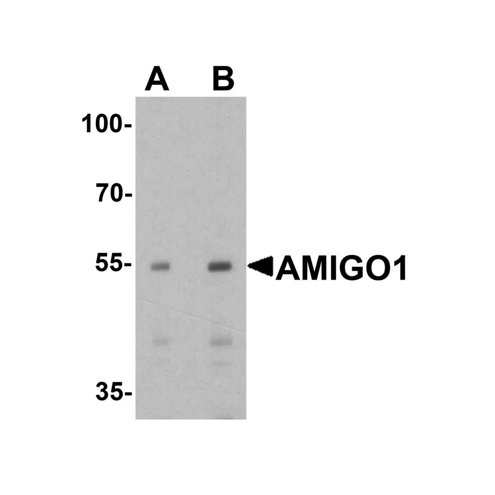 ProSci 7565_S AMIGO1 Antibody, ProSci, 0.02 mg/Unit Primary Image