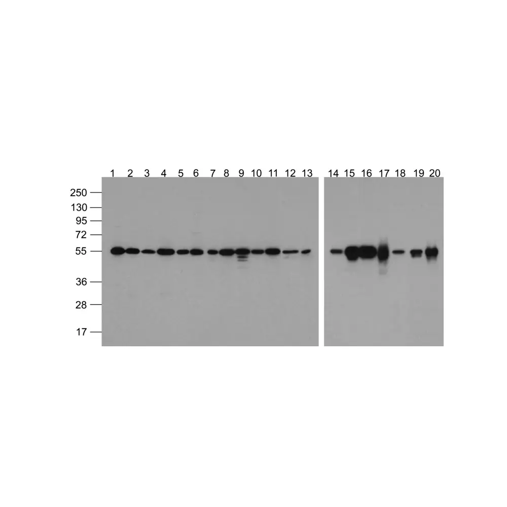 ProSci 7597-biotin Alpha-tubulin Antibody (biotin), ProSci, 0.1 mg/Unit Primary Image