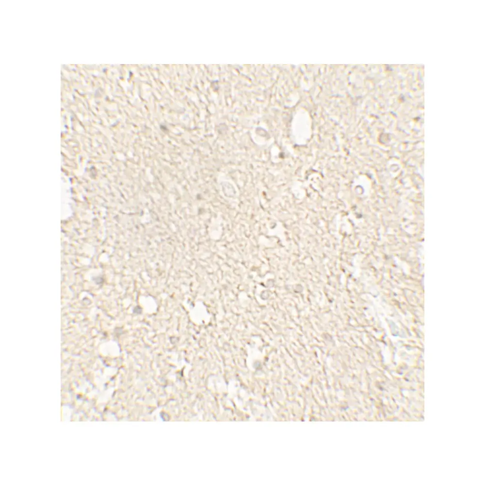 ProSci 7597_S alpha-Tubulin Antibody, ProSci, 0.02 mg/Unit Quaternary Image