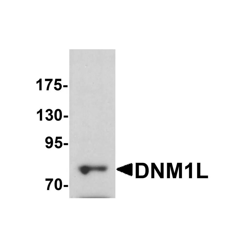 ProSci 7603 DNM1L Antibody, ProSci, 0.1 mg/Unit Primary Image