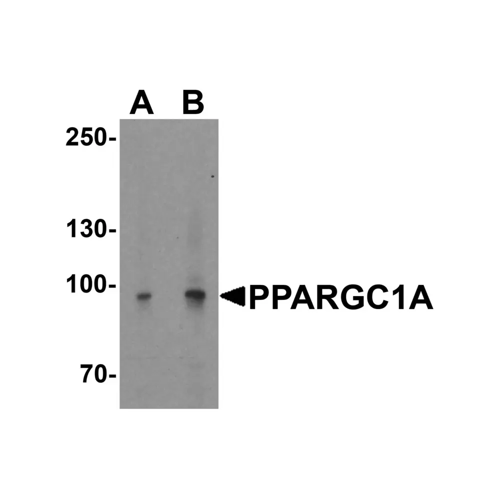 ProSci 7705 PPARGC1A Antibody, ProSci, 0.1 mg/Unit Primary Image
