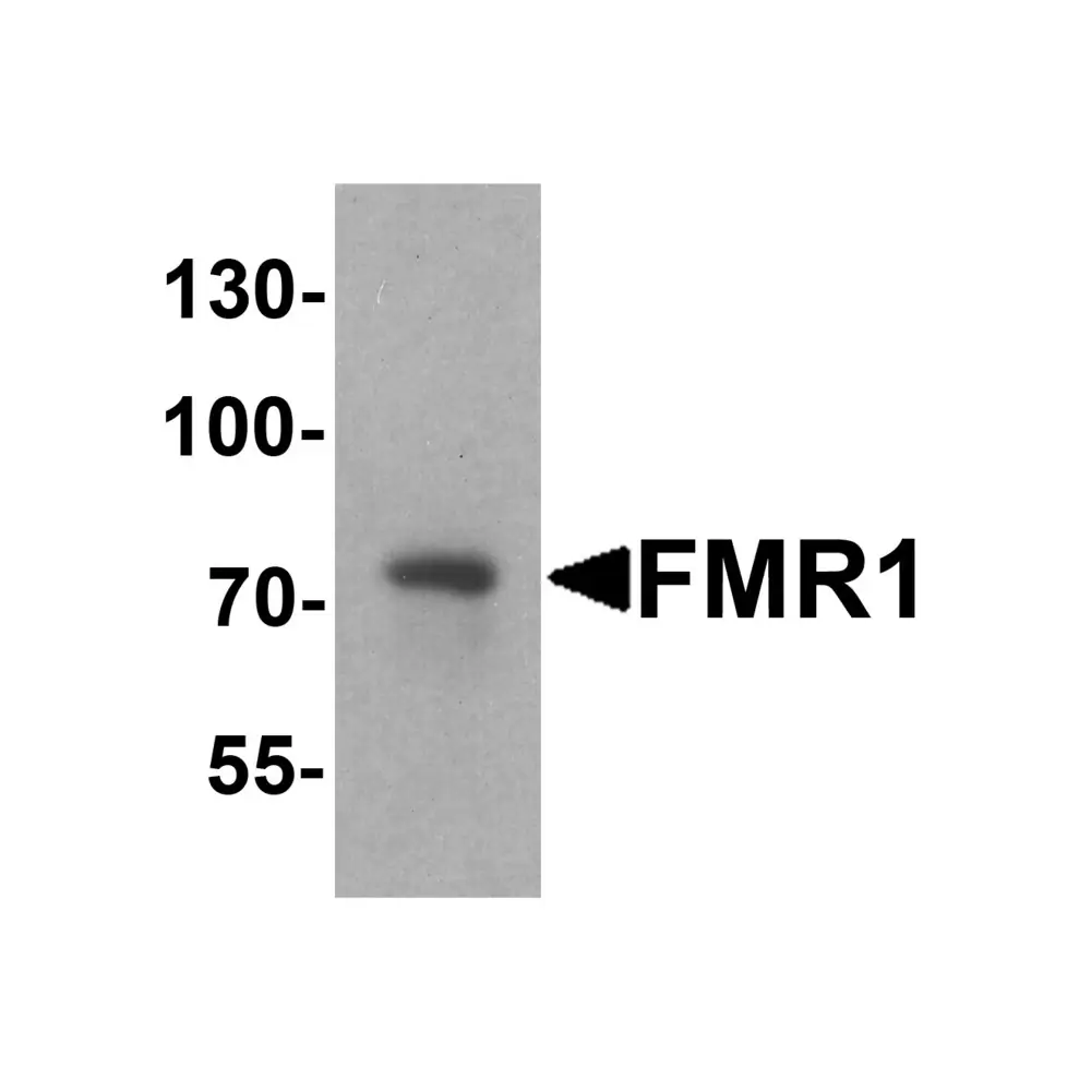 ProSci 7707 FMR1 Antibody, ProSci, 0.1 mg/Unit Primary Image