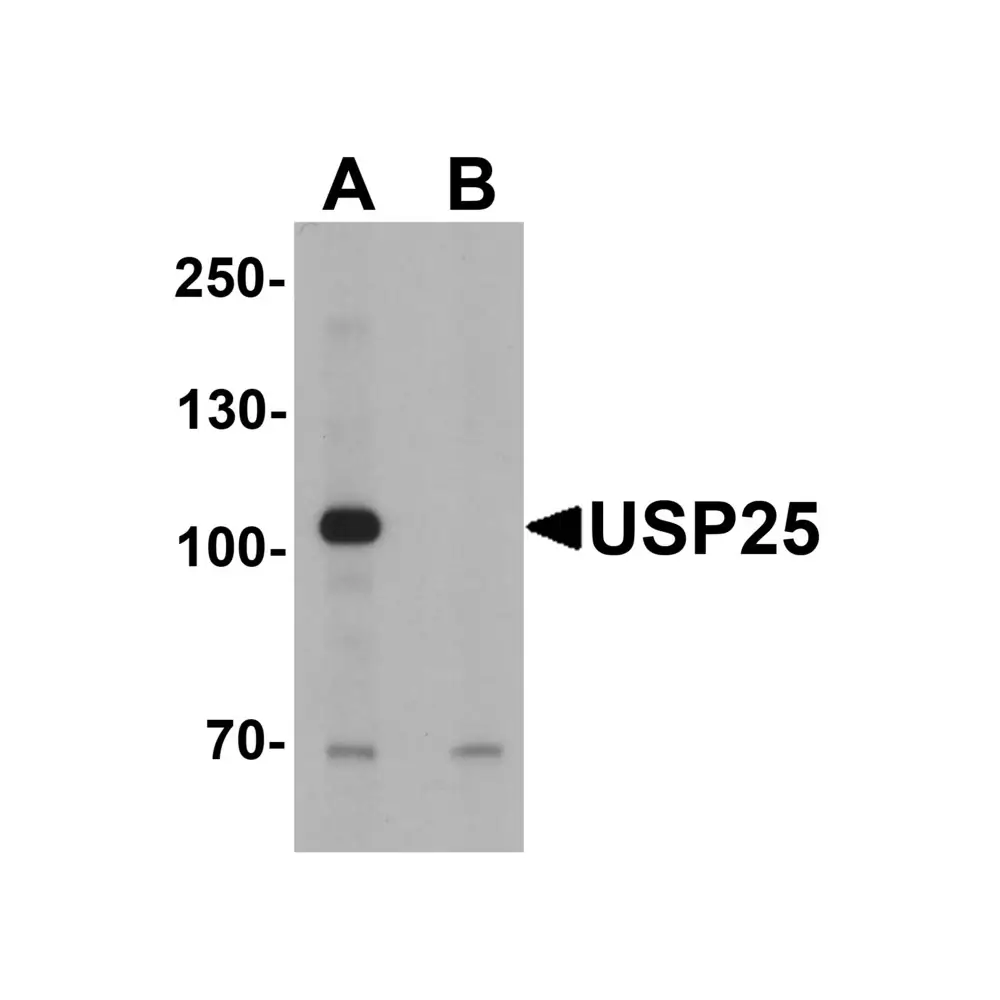 ProSci 7765 USP25 Antibody, ProSci, 0.1 mg/Unit Primary Image
