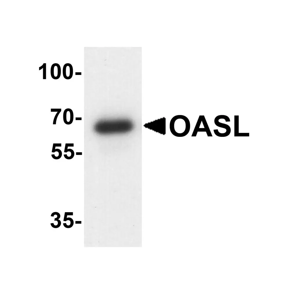ProSci 7775 OASL Antibody, ProSci, 0.1 mg/Unit Primary Image