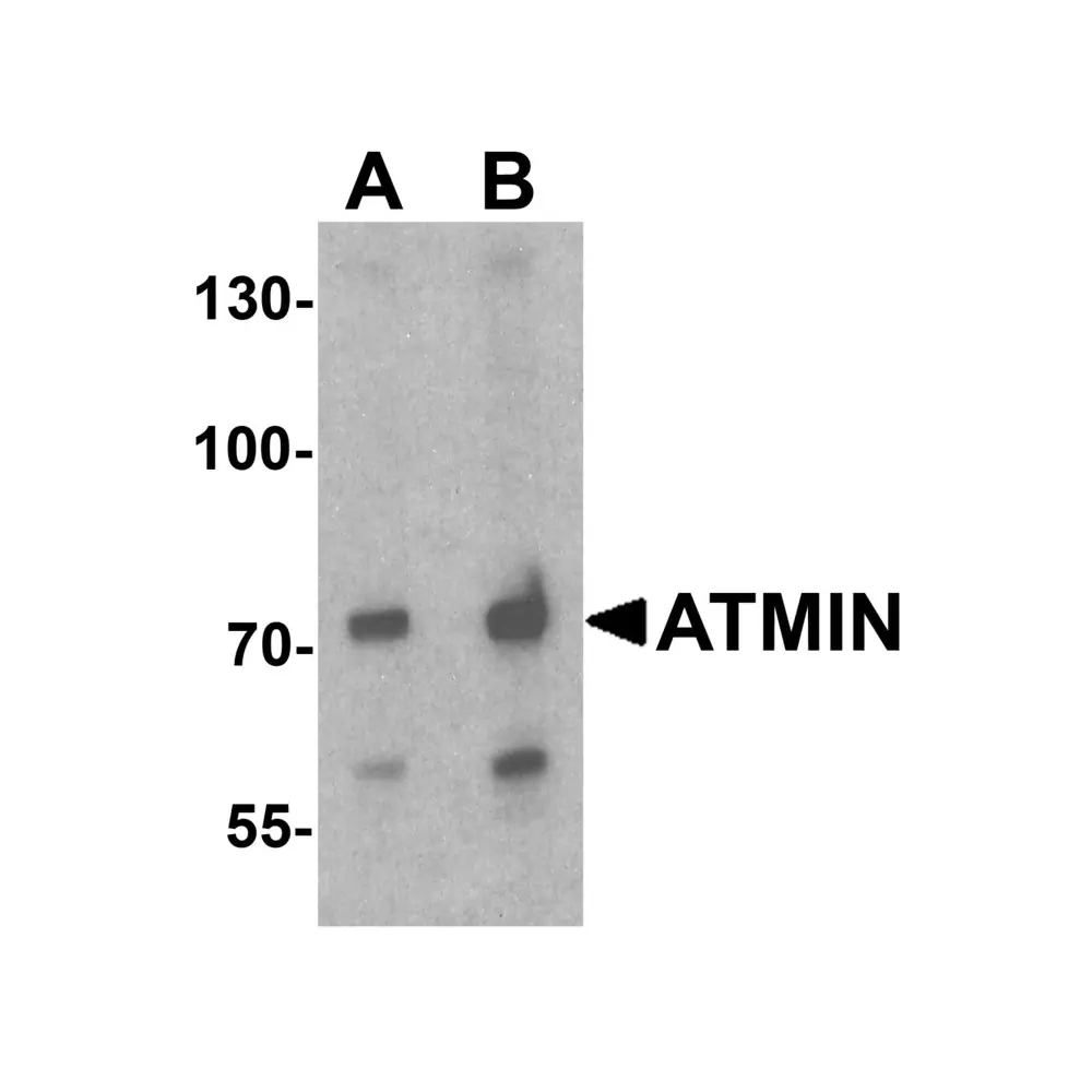 ProSci 7777 ATMIN Antibody, ProSci, 0.1 mg/Unit Primary Image