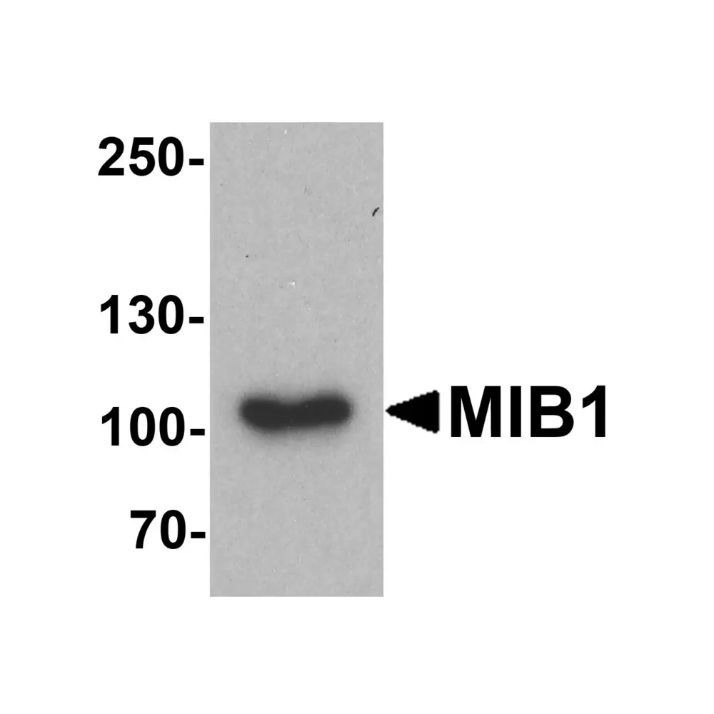 ProSci 7781 MIB1 Antibody, ProSci, 0.1 mg/Unit Primary Image