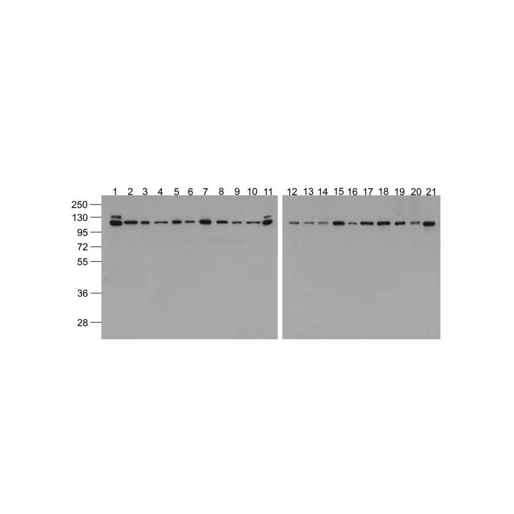 ProSci 7807-biotin_S Vinculin Antibody (biotin), ProSci, 0.02 mg/Unit Primary Image