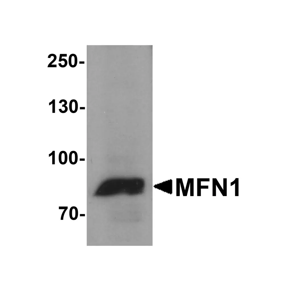 ProSci 7861 MFN1 Antibody, ProSci, 0.1 mg/Unit Primary Image