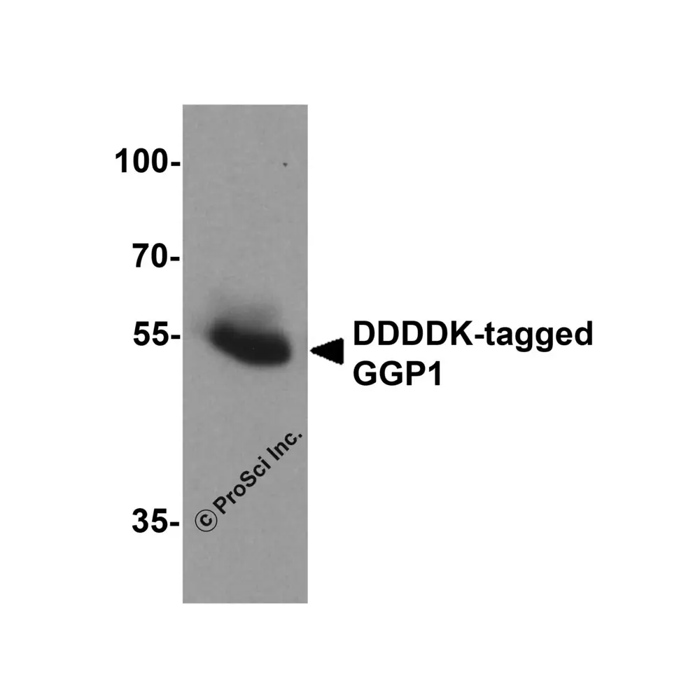 ProSci 7873_S DDDDK-tag Antibody, ProSci, 0.02 mg/Unit Secondary Image