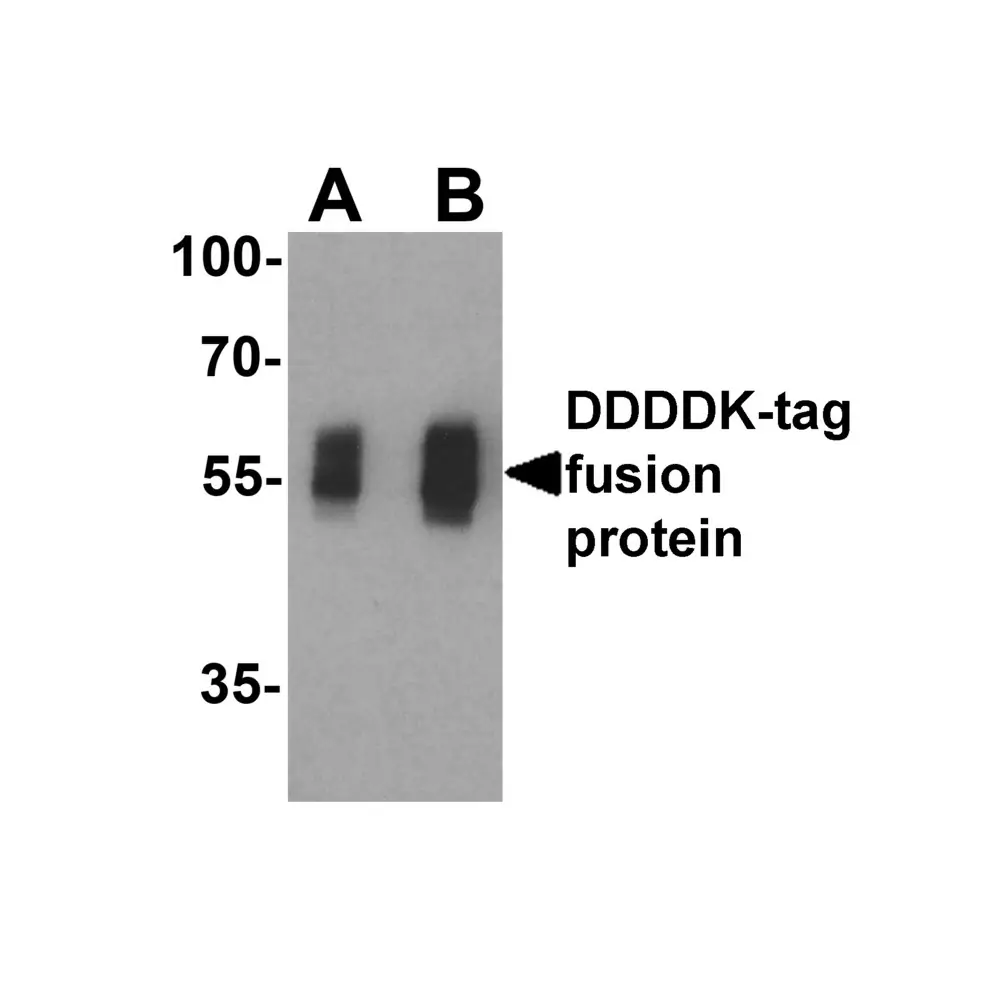 ProSci 7873_S DDDDK-tag Antibody, ProSci, 0.02 mg/Unit Primary Image