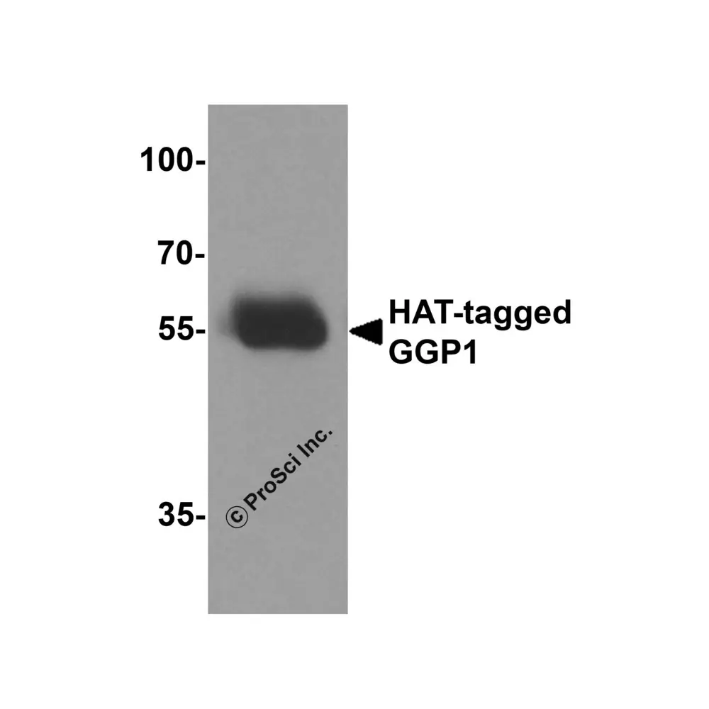 ProSci 7875_S HAT-tag Antibody, ProSci, 0.02 mg/Unit Secondary Image