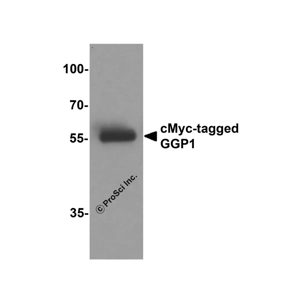 ProSci 7879_S cMyc-tag Antibody, ProSci, 0.02 mg/Unit Secondary Image