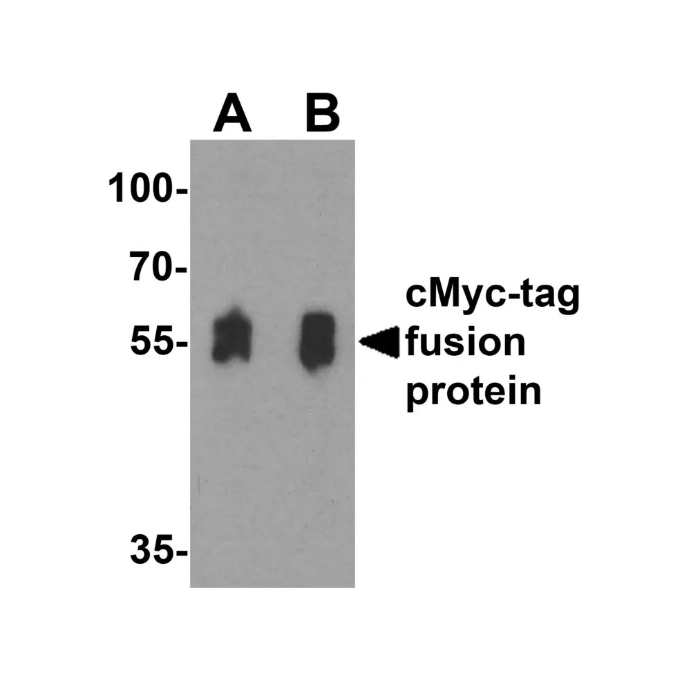 ProSci 7879 cMyc-tag Antibody, ProSci, 0.1 mg/Unit Primary Image