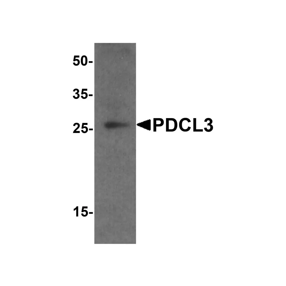 ProSci 7889 PDCL3 Antibody, ProSci, 0.1 mg/Unit Primary Image