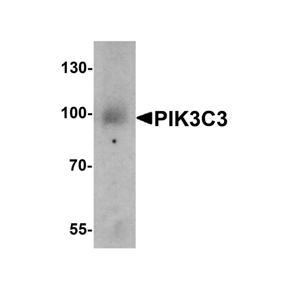 ProSci 7891_S PIK3C3 Antibody, ProSci, 0.02 mg/Unit Primary Image