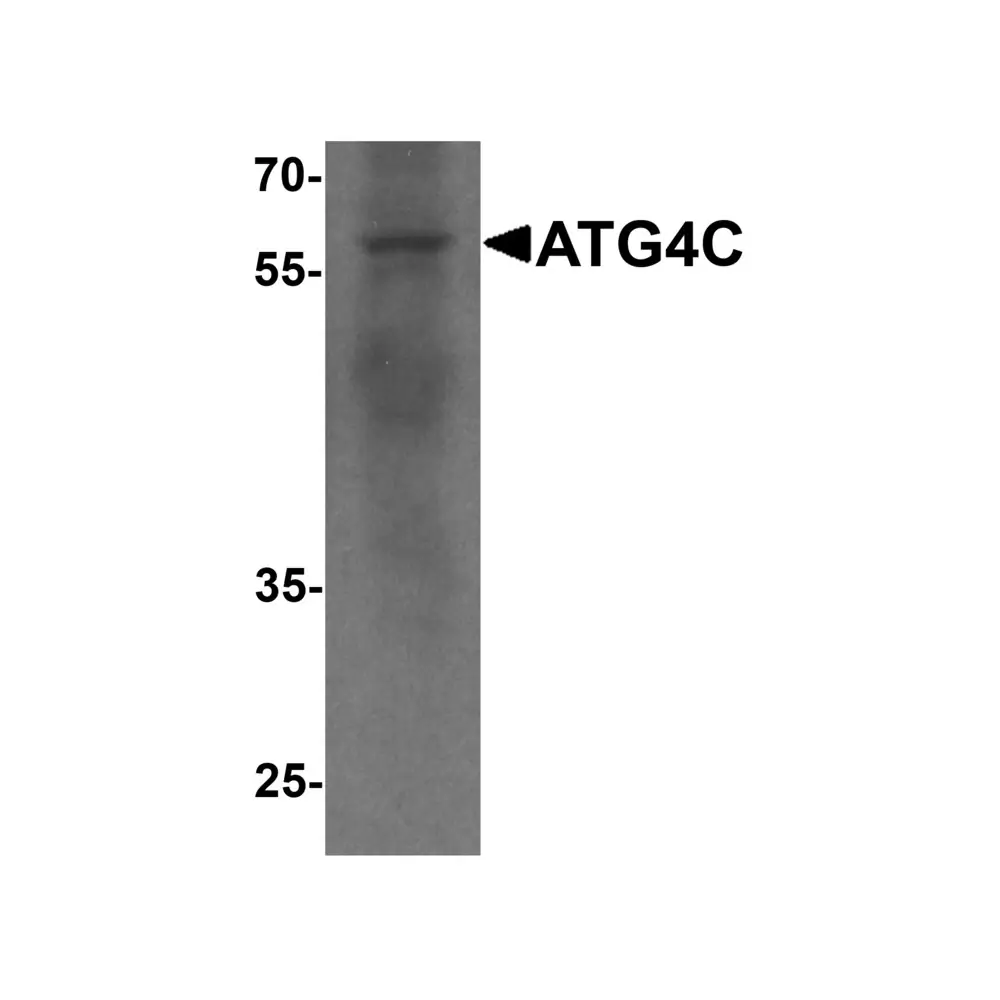 ProSci 7907 ATG4C Antibody, ProSci, 0.1 mg/Unit Primary Image