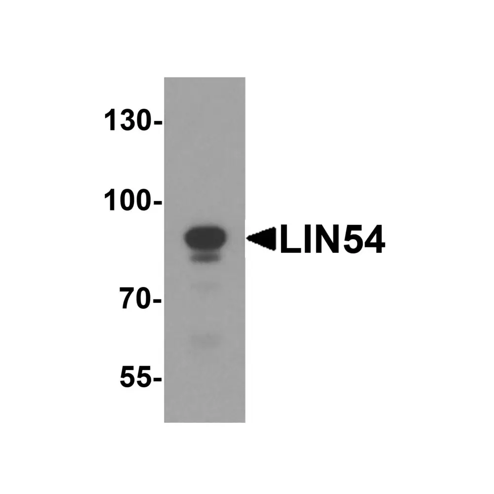 ProSci 7933 LIN54 Antibody, ProSci, 0.1 mg/Unit Primary Image