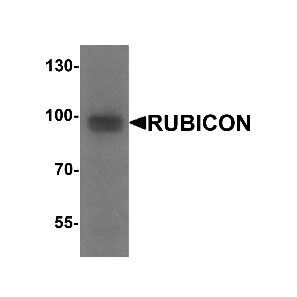 ProSci 7943_S Rubicon Antibody, ProSci, 0.02 mg/Unit Primary Image