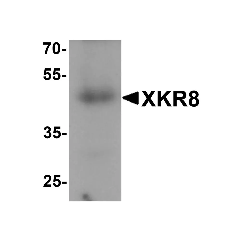 ProSci 7965 XKR8 Antibody, ProSci, 0.1 mg/Unit Primary Image