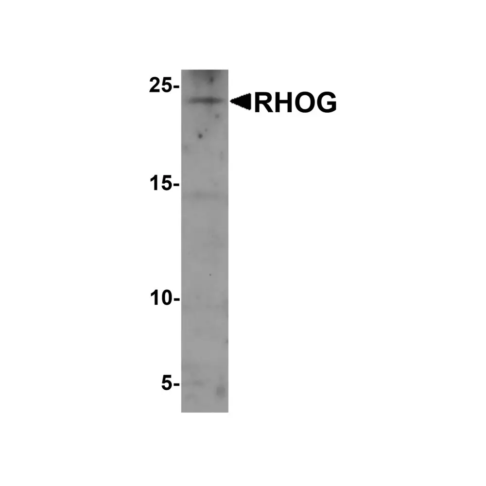 ProSci 7981 RHOG Antibody, ProSci, 0.1 mg/Unit Primary Image
