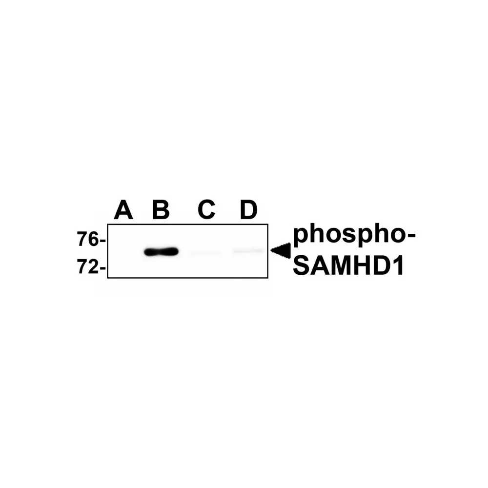 ProSci 8005 SAMHD1 (phospho Thr592) Antibody, ProSci, 0.1 mg/Unit Primary Image